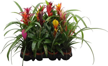 Bromelia Misto