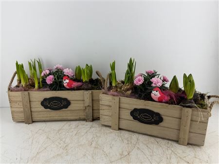 Arr (5) Hout kist rechth