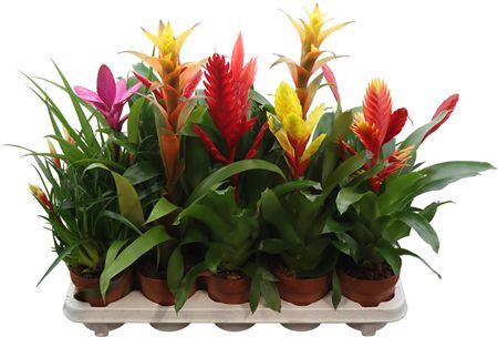 Bromelia Gem 10 Srt