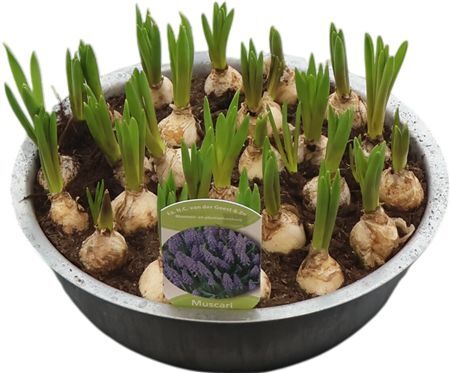 Muscar Big Smile Zink Xl