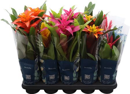 Bromelia Gem 6 Srt