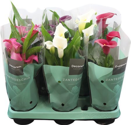Zantedeschia (calla) Mix (decorum)