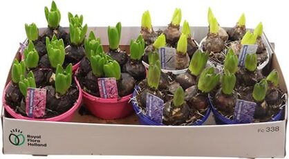 Hyacin Gem 3 Kl Schaal