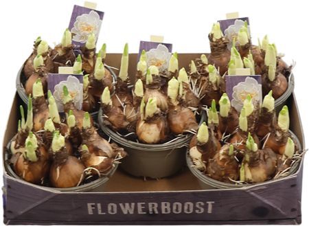 Narcis Bridal Crown 16