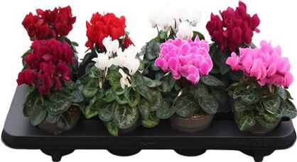 Cycl. Fiorita Carino