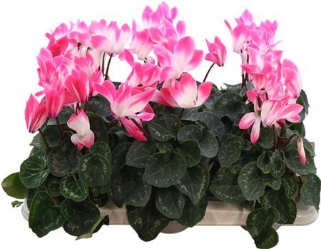 Cyclamen Fusion Pink