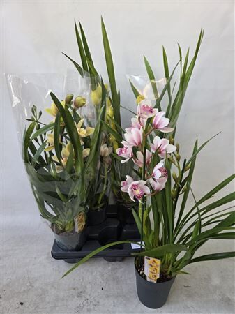 Cymbidium Gemengd, 2 Tak