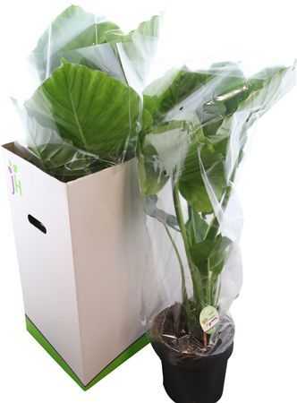 Alocasia Gageana California