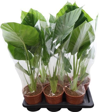 Alocasia Macrorrhiza