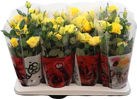 Potroos Infinity Yellow P14 Amorosa