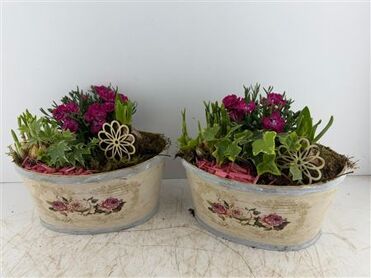 Arr (8) Playwood Roses ovaal