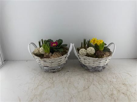 Arr (10) Mand wit riet