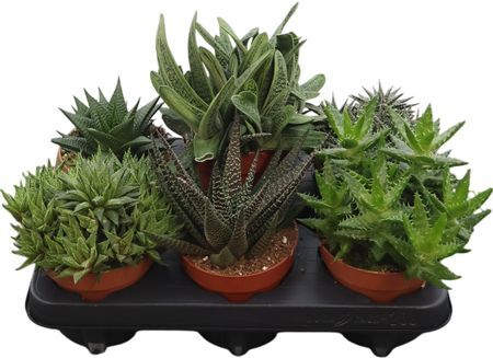 Aloe Haworthia Gemengd