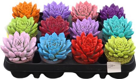 Echev Miranda Rainbow