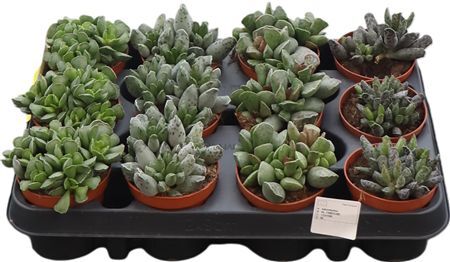 Adromischus Gemengd