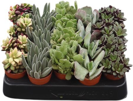 Succ Excellent Gemengd