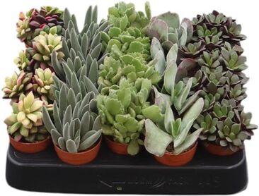 Succ Excellent Gemengd