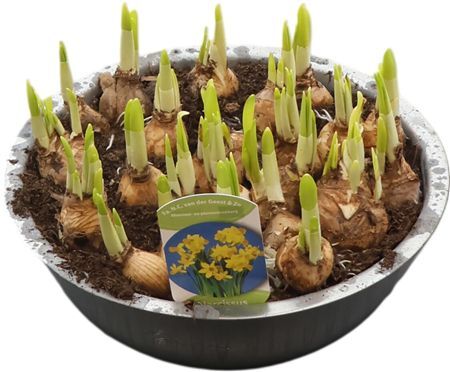 Narc O Tete A Tete Zink Xl