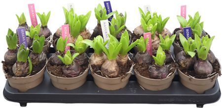 Hyac Pearl Gem 4 Colori