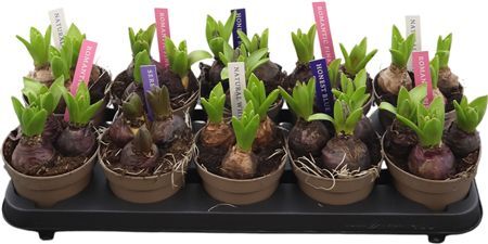 Hyac Pearl Gem 4 Colori