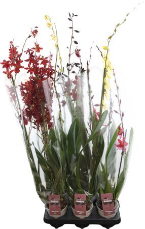 Cambria, Mix 2-spike Orchid Colle