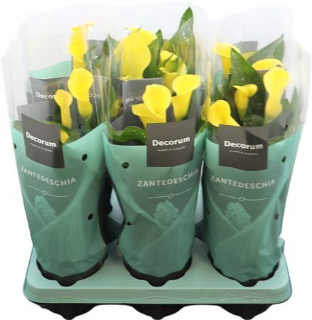 Zantedeschia (calla) Geel (decorum)