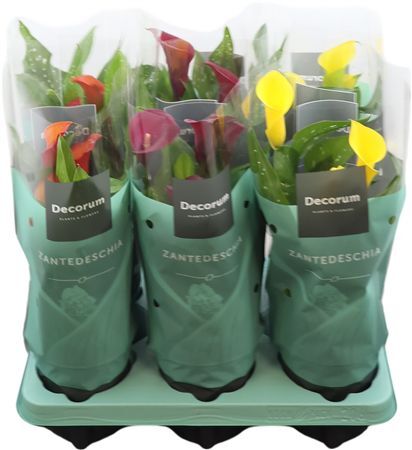 Zantedeschia (calla) Sunny Mix