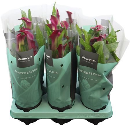 Zantedeschia (calla) Bordeaux Rood