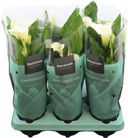 Zantedeschia (calla) Wit (decorum)