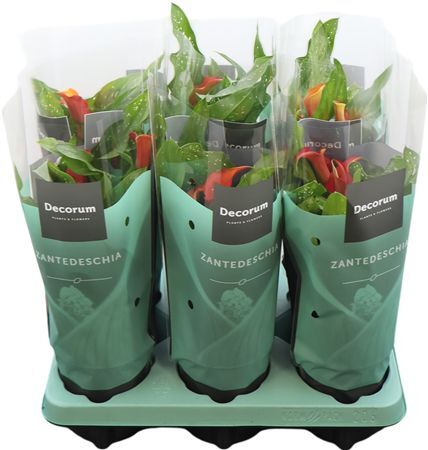 Zantedeschia (calla) Oranje (decoru