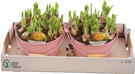 Arr N Tete A Tete Zink