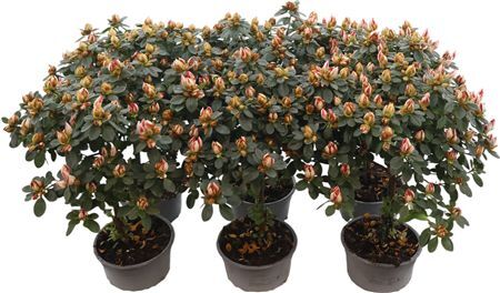 Rhodo Sachsenstern Op Stam