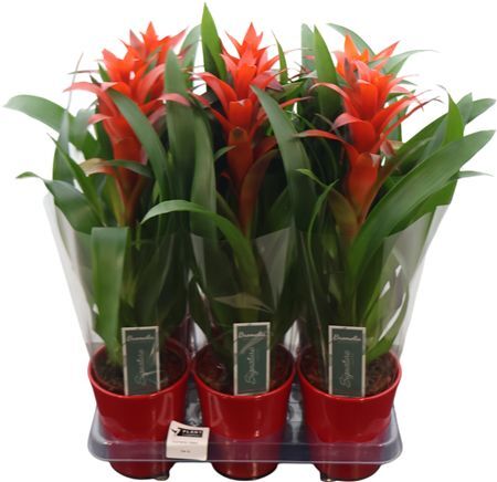 Guzmania Ostara In Rood Keramiek