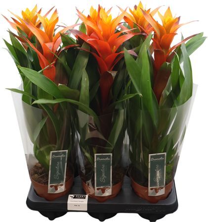 Guzmania Variada