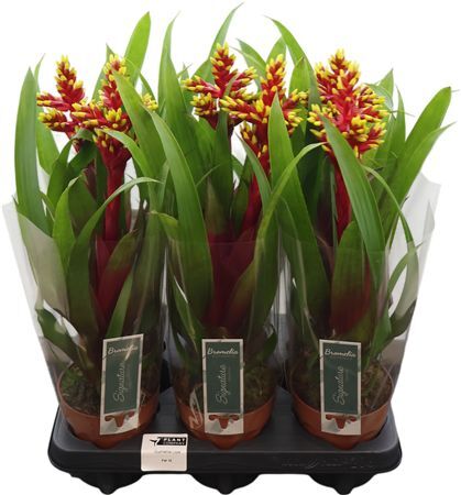 Guzmania Loja