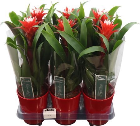 Guzmania Hope In Keramiek