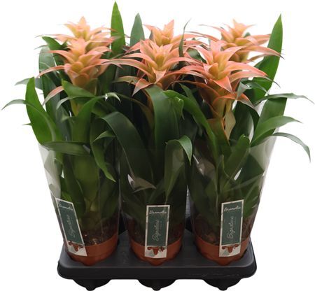 Guzmania Melissa