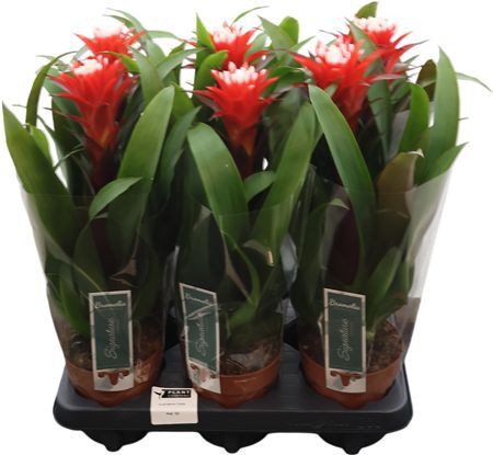 Guzmania Hope