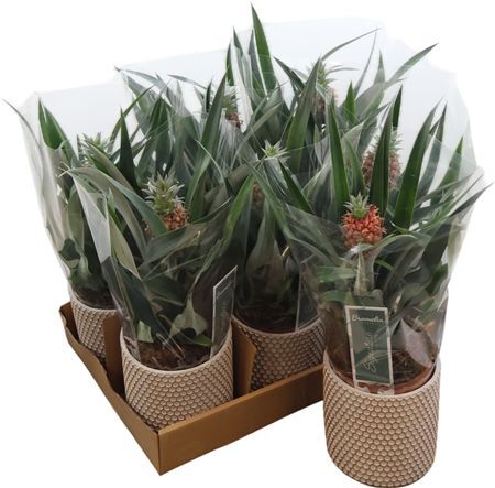 Ananas Rosita 12 Cm In Betonpot