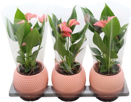 Anthu An Joli Bol Pot Keramiek