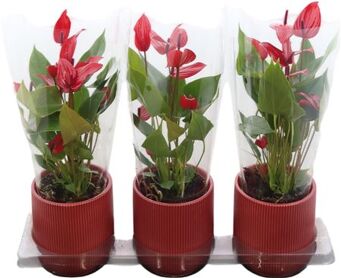 Anthu An Lava -keramiek