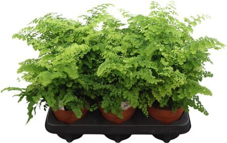 Adiantum Fritz Luthi