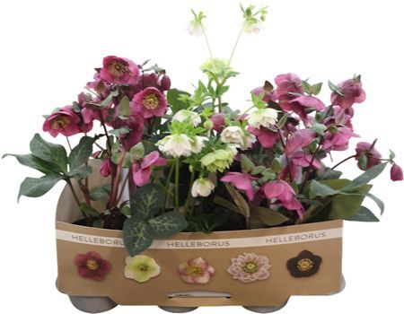 Helleborus Winterangels P15 Mix Sma
