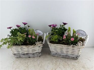 Arr (3) Mand wit rechth.