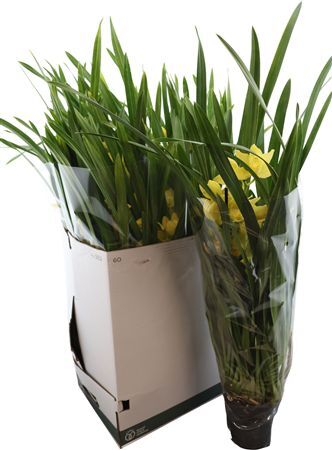 Cymb Citroengeel 4 Tak