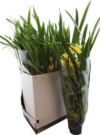 Cymb Citroengeel 4 Tak