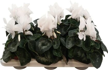 Cyclamen Super Serie Vintro White