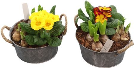 Arr Bol Knolgewas Zink