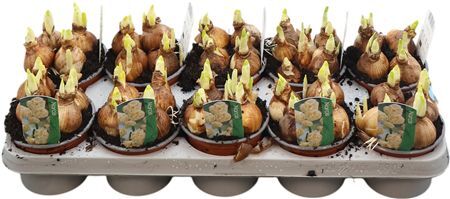 Narc Dubbele Grp Bridal Crow