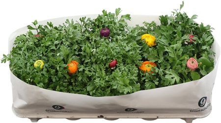 Ranunculus Sprinkles Mix